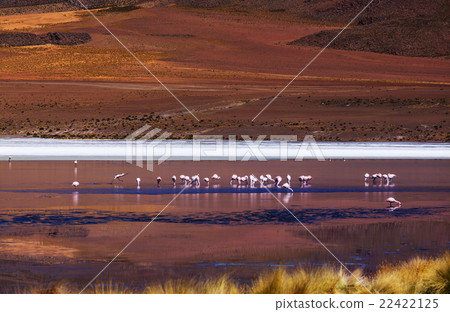 Flamingo in Bolivia 22422125