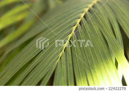 檳榔棕櫚葉 22422270