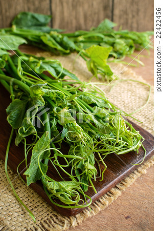 bunch of chayote on rustic wooden table bunch of chayote on rustic wooden table 22422456
