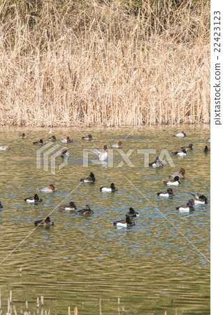 Flock of Kingfishes 22423123