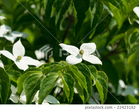 一個山冠在初夏附有一個白色的綜合包 一個山冠在初夏附有一個白色的綜合包 22423182