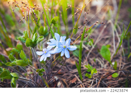 Wild Blue Hepatica flowers in spring forest 22423874