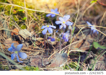 Blue Hepatica flowers in the forest, spring time Blue Hepatica flowers in the forest, spring time 22423875