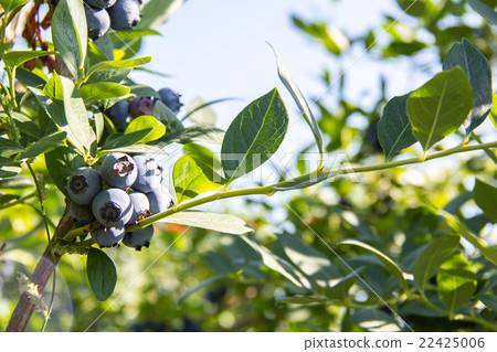 藍莓（類別：明星）：藍莓（cv.Star） 22425006