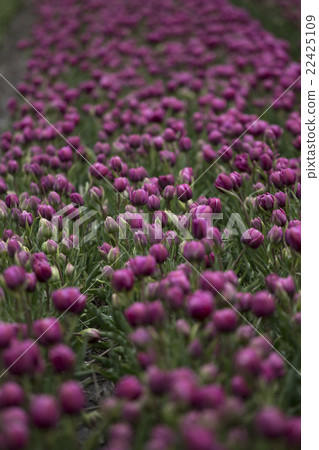 Purple tulips Purple tulips 22425109