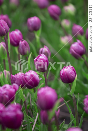 Purple tulips Purple tulips 22425113