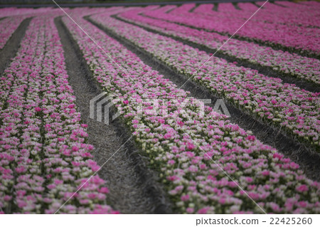 Purple tulips Purple tulips 22425260