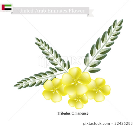 Tribulus Omanense, The Native Flower Tribulus Omanense, The Native Flower 22425293