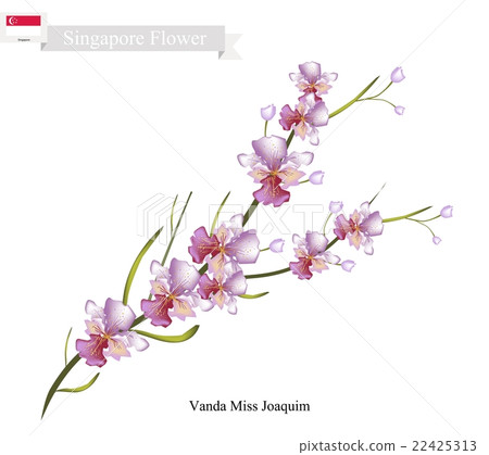 Vanda Miss Joaquim, The National Flower 22425313