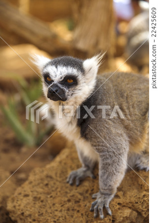 lemur 22425609