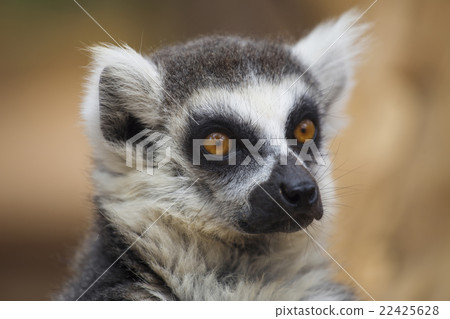lemur 22425628