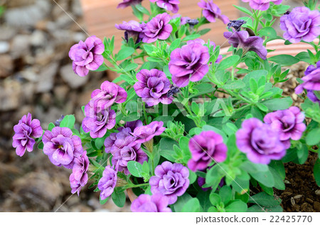 Tiffforce (№ 41) Tiffforce (№ 41) 22425770