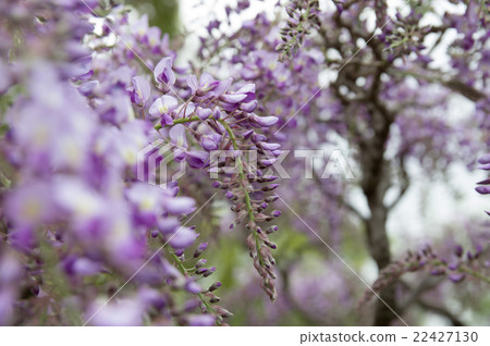  紫藤花 22427130