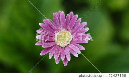 One Gerbera One Gerbera 22427166