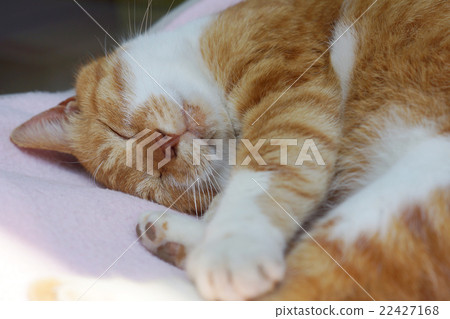 Sleeping tea cat Sleeping tea cat 22427168
