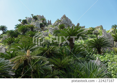 Large Mt. Oshimori mountainous rowed by Cycles, Kunigami village Kunigami-gun, Okinawa Prefecture 22427187