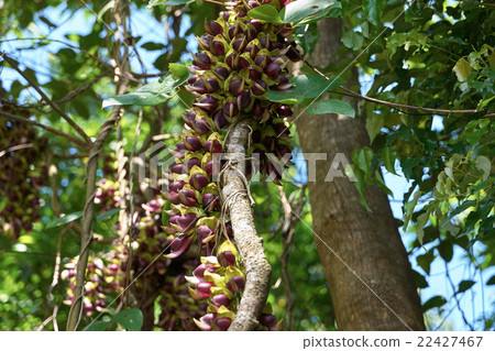 豆科植物Ilkanda花，大石林山，沖繩縣國頭郡國頭村 22427467