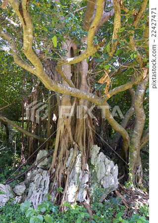 Kajumaru與沖繩縣國頭郡國頭村的石灰岩糾纏在一起 Kajumaru與沖繩縣國頭郡國頭村的石灰岩糾纏在一起 22427471