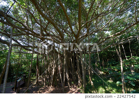Uga (Ugan) who extends the stem in a radial pattern Bajumaru, Oishi Hayashiyama, Okinawa's northernmost part, super wide-angle shooting Uga (Ugan) who extends the stem in a radial pattern Bajumaru, Oishi Hayashiyama, Okinawa's northernmost part, super wide-angle shooting 22427542