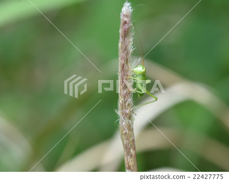 Yambikiri larvae eating flower stalk of Tsubana 22427775