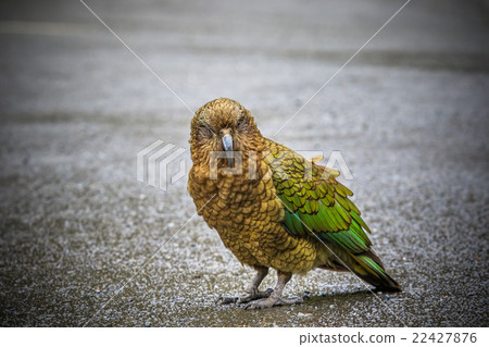 kea birds new zealand 22427876