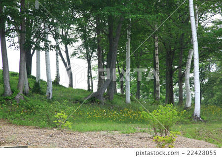 Hokkaido heavy snow forest garden 22428055