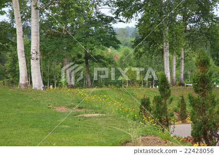 Hokkaido heavy snow forest garden 22428056