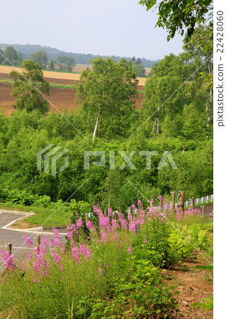 Hokkaido heavy snow forest garden 22428060