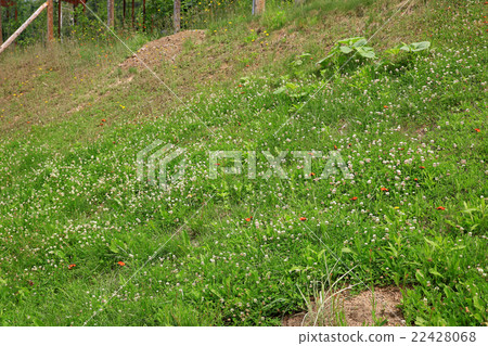 Hokkaido heavy snow forest garden Hokkaido heavy snow forest garden 22428068