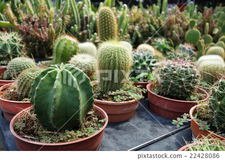 Cactus plants inside nursery 22428086
