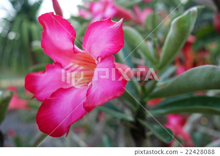 Tropical flower Pink Adenium 22428088
