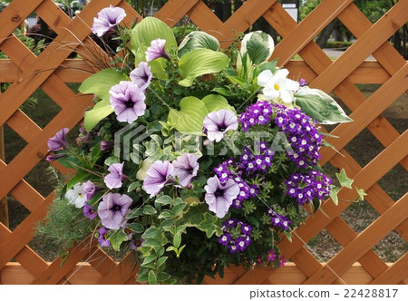 掛籃花 掛籃花 22428817