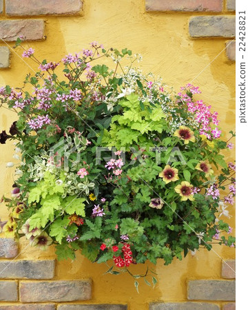 掛籃花 掛籃花 22428821