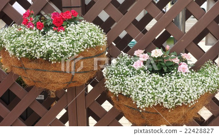 掛籃花 掛籃花 22428827