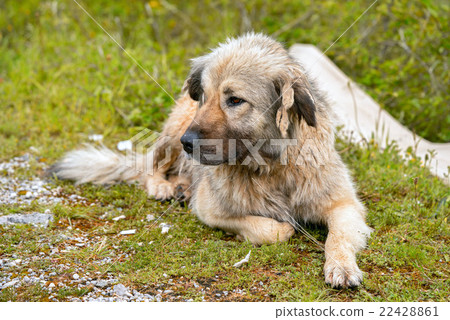 Adult Caucasian Shepherd dog lying on grass. Adult Caucasian Shepherd dog lying on grass. 22428861