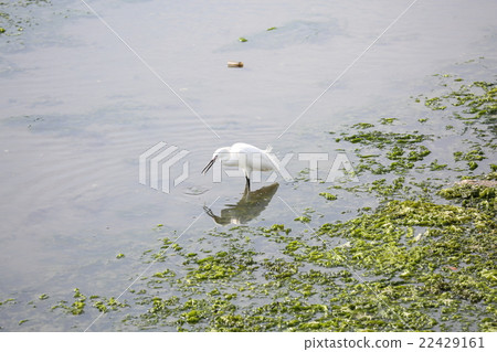 Yatsu tidal flat 22429161