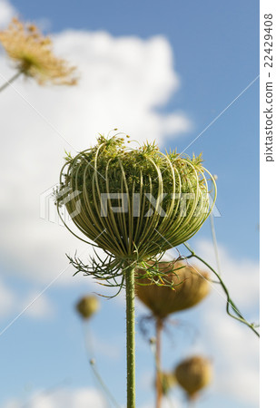 Unopened green plant 22429408