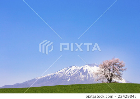 Iwate volcano of snow and one cherry tree 22429845