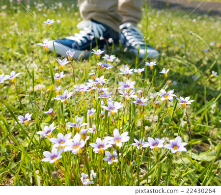 草原花 照片素材 圖片 圖庫