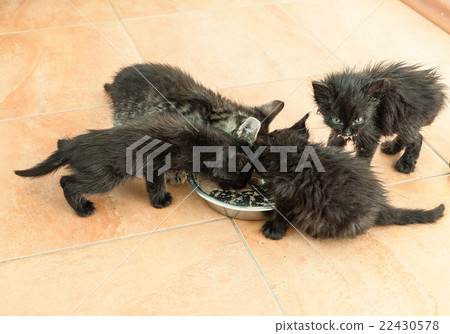 Four little black kittens eat dry food Four little black kittens eat dry food 22430578