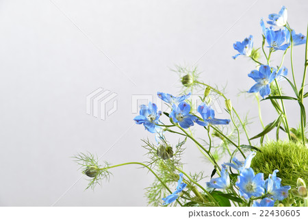 藍色花的安排 藍色花的安排 22430605