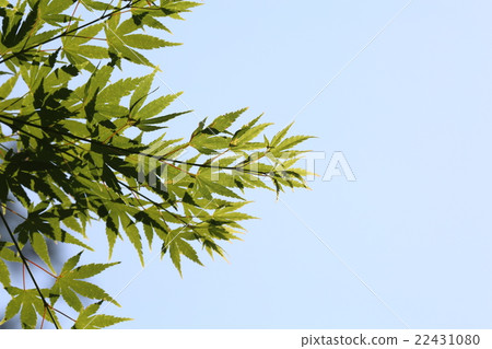 Early summer Momiji 22431080