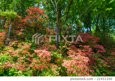 Katsuragi Takahara Yamato河 Katsuragi Takahara Yamato河 22431100