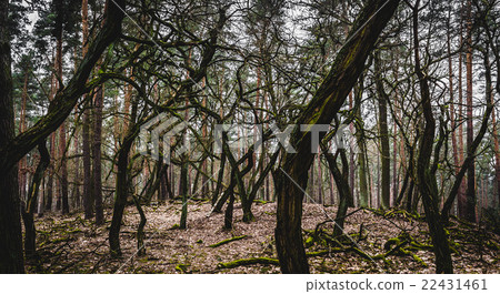 Grove of oddly shaped trees 22431461