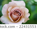 Aphrodite 22431553