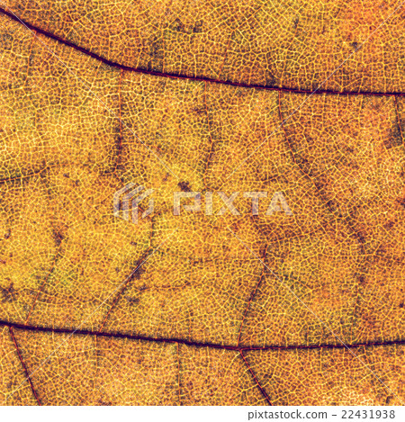Colorful background of autumn leaf, vintage look Colorful background of autumn leaf, vintage look 22431938