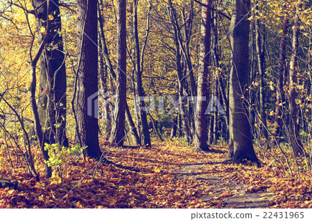 Colorful autumn trees in forest, vintage look Colorful autumn trees in forest, vintage look 22431965