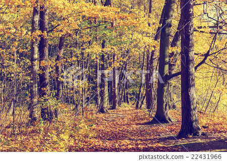 Colorful autumn trees in forest, vintage look 22431966