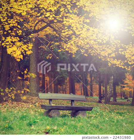 bench in the autumn park, vintage look 22431980