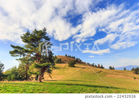 Lonely tree in the mountains Lonely tree in the mountains 22432016
